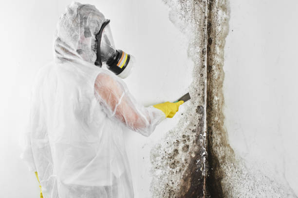 Best Mold Removal Specialists  in Decatur, MI