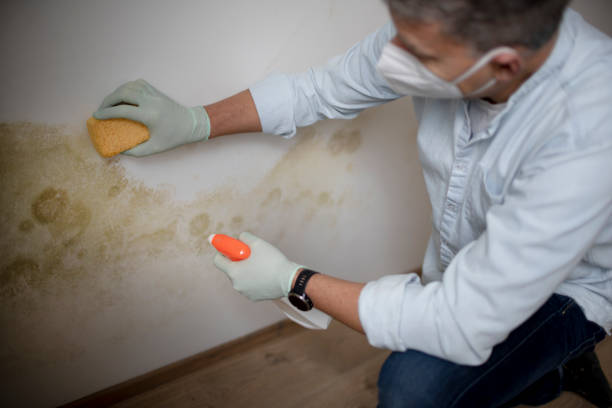 Best Emergency Mold Removal  in Decatur, MI