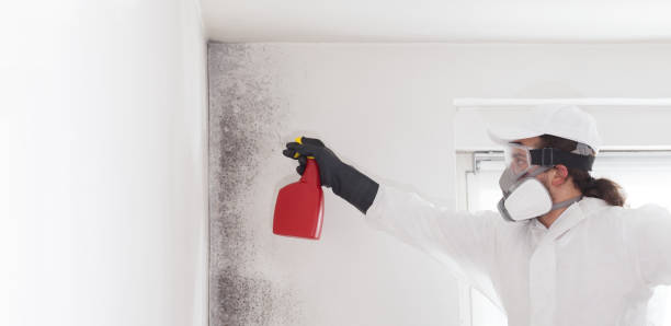 Best Black Mold Removal  in Decatur, MI