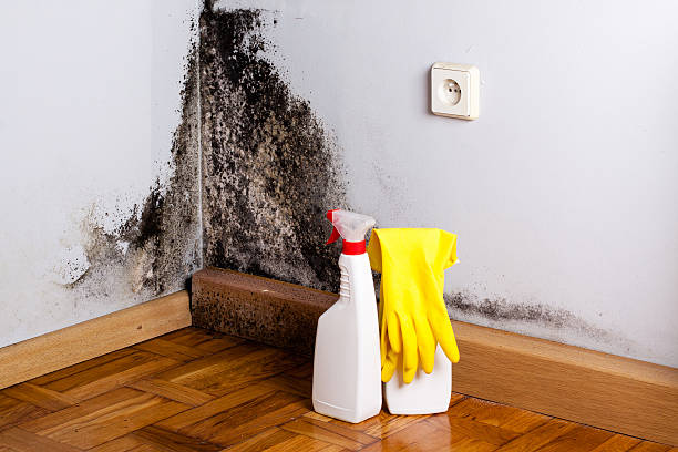 Best Same-Day Mold Removal  in Decatur, MI