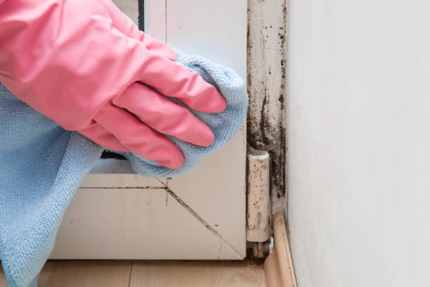 Best Mold Damage Repair  in Decatur, MI